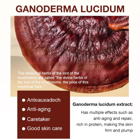 Ganoderma lucidum Anti-wrinkle Rejuvenating Serum